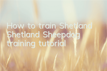 How to train Shetland Shetland Sheepdog training tutorial