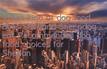 What kind of dog food does Shetland Sheepdog eat? Recommended dog food choices for Shetland Sheepdogs