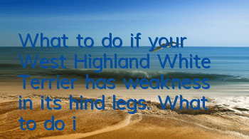 What to do if your West Highland White Terrier has weakness in its hind legs. What to do if your West Highland White Terrier has weakness in its hind legs.