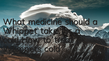 What medicine should a Whippet take for a cold? How to treat a Whippet's cold