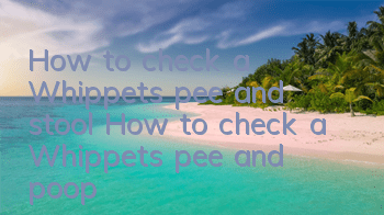 How to check a Whippet's pee and stool How to check a Whippet's pee and poop