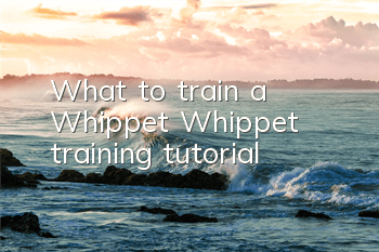 What to train a Whippet? Whippet training tutorial