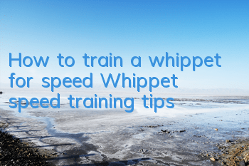 How to train a whippet for speed Whippet speed training tips