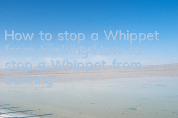 How to stop a Whippet from barking? How to stop a Whippet from barking?