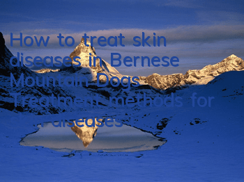 How to treat skin diseases in Bernese Mountain Dogs? Treatment methods for skin diseases in Bernese Mountain Dogs