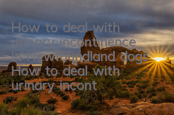 How to deal with urinary incontinence in Newfoundland dogs How to deal with urinary incontinence in Newfoundland dogs