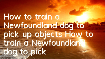 How to train a Newfoundland dog to pick up objects How to train a Newfoundland dog to pick up objects