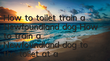 How to toilet train a Newfoundland dog? How to train a Newfoundland dog to the toilet at a fixed location?