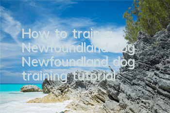 How to train a Newfoundland dog Newfoundland dog training tutorial