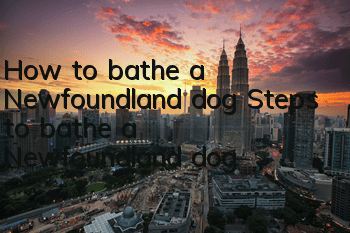 How to bathe a Newfoundland dog Steps to bathe a Newfoundland dog