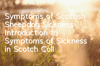 Symptoms of Scottish Sheepdog Sickness Introduction to Symptoms of Sickness in Scotch Collie Dogs