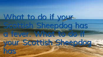 What to do if your Scottish Sheepdog has a fever. What to do if your Scottish Sheepdog has a fever.