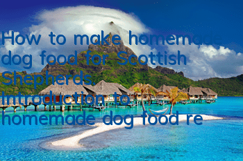 How to make homemade dog food for Scottish Shepherds. Introduction to homemade dog food recipes for Scottish Shepherds.