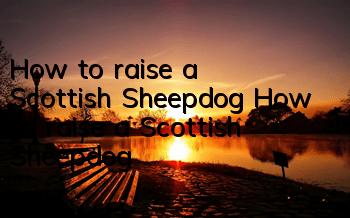 How to raise a Scottish Sheepdog How to raise a Scottish Sheepdog