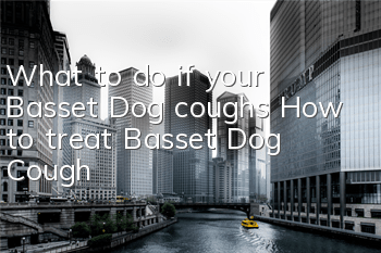 What to do if your Basset Dog coughs? How to treat Basset Dog Cough?