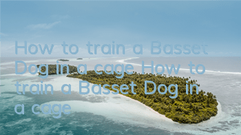 How to train a Basset Dog in a cage How to train a Basset Dog in a cage