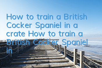 How to train a British Cocker Spaniel in a crate How to train a British Cocker Spaniel in a crate
