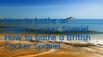 How to bathe an English Cocker Spaniel How to bathe a British Cocker Spaniel