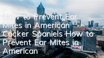 How to Prevent Ear Mites in American Cocker Spaniels How to Prevent Ear Mites in American Cocker Spaniels