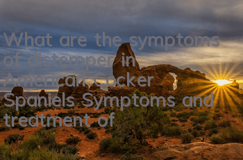 What are the symptoms of distemper in American Cocker Spaniels? Symptoms and treatment of distemper in American Cocker Spaniels