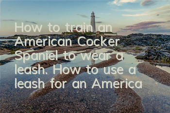 How to train an American Cocker Spaniel to wear a leash. How to use a leash for an American Cocker Spaniel.