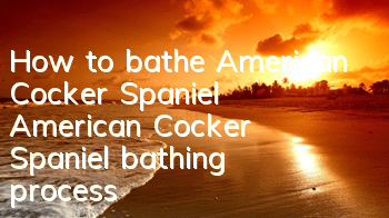 How to bathe American Cocker Spaniel American Cocker Spaniel bathing process