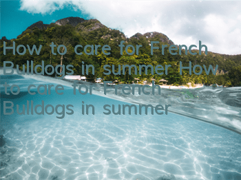 How to care for French Bulldogs in summer How to care for French Bulldogs in summer
