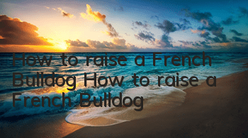 How to raise a French Bulldog How to raise a French Bulldog