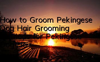 How to Groom Pekingese Dog Hair Grooming Methods for Pekingese Dog Hair