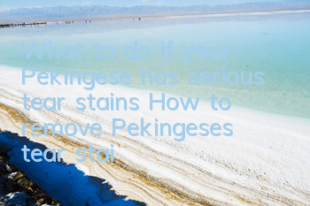 What to do if your Pekingese has serious tear stains? How to remove Pekingese’s tear stains