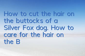 How to cut the hair on the buttocks of a Silver Fox dog. How to care for the hair on the Buttocks of a Silver Fox dog.