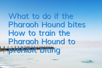 What to do if the Pharaoh Hound bites? How to train the Pharaoh Hound to prohibit biting?