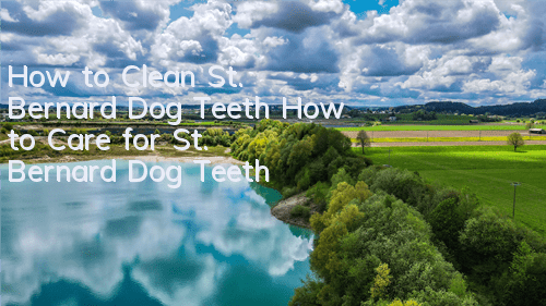 How to Clean St. Bernard Dog Teeth How to Care for St. Bernard Dog Teeth