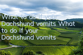 What to do if your Dachshund vomits? What to do if your Dachshund vomits?