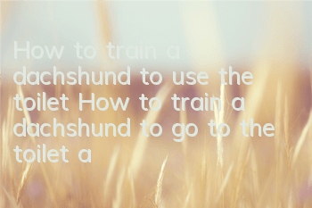 How to train a dachshund to use the toilet? How to train a dachshund to go to the toilet at a fixed location?