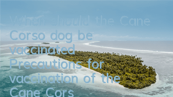When should the Cane Corso dog be vaccinated? Precautions for vaccination of the Cane Corso dog