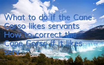 What to do if the Cane Corso likes servants How to correct the Cane Corso if it likes servants