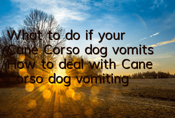 What to do if your Cane Corso dog vomits How to deal with Cane Corso dog vomiting