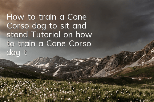 How to train a Cane Corso dog to sit and stand Tutorial on how to train a Cane Corso dog to sit and stand
