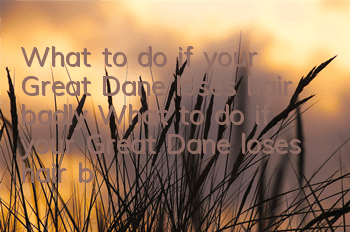 What to do if your Great Dane loses hair badly? What to do if your Great Dane loses hair badly?