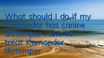 What should I do if my Komondor has canine distemper? How to treat Komondor distemper?