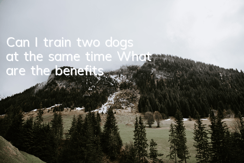 TCan I train two dogs at the same time? What are the benefits?