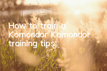 How to train a Komondor Komondor training tips
