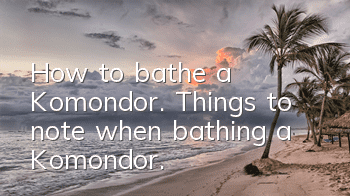 How to bathe a Komondor. Things to note when bathing a Komondor.