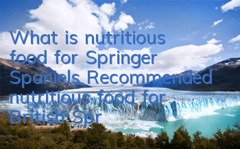 What is nutritious food for Springer Spaniels? Recommended nutritious food for British Springer Spaniels