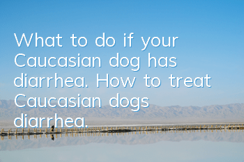 What to do if your Caucasian dog has diarrhea. How to treat Caucasian dog’s diarrhea.