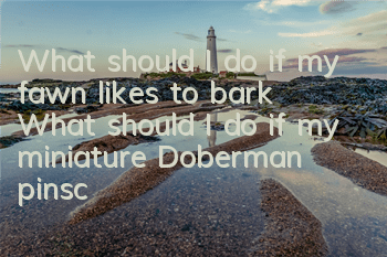 What should I do if my fawn likes to bark? What should I do if my miniature Doberman pinscher barks?