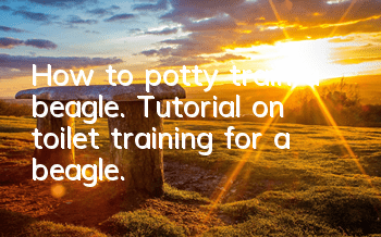 How to potty train a beagle. Tutorial on toilet training for a beagle.