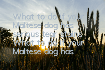 What to do if your Maltese dog has serious tear stains What to do if your Maltese dog has severe tear stains