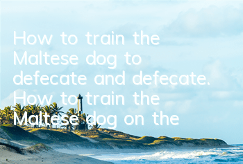 How to train the Maltese dog to defecate and defecate. How to train the Maltese dog on the spot.